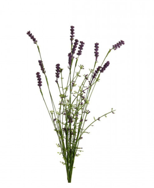 Lavendel-Busch