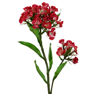 Dianthus