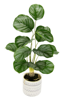 Korbmarante