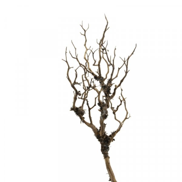Zweig mit Flechte 76 cm