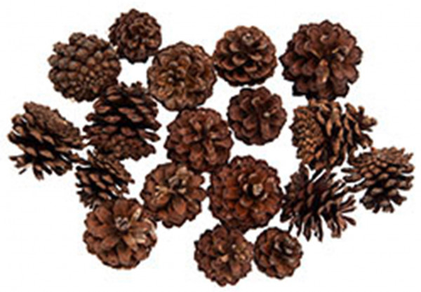 Bergkiefern Montana 2 kg VE 2 kg