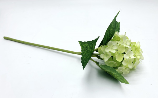 Hortensie