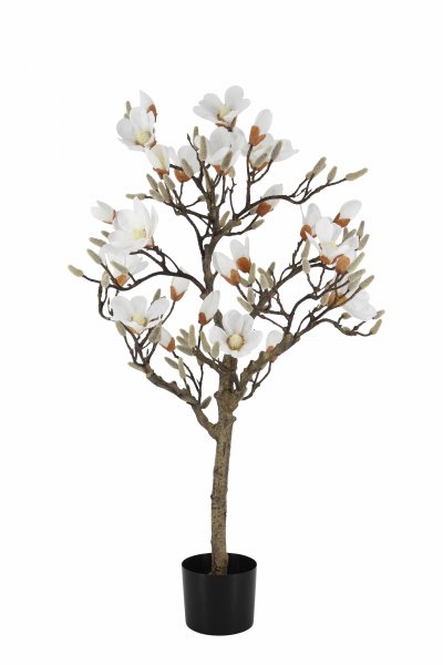 Magnolienbaum getopft 115 cm