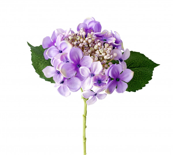 Hortensie 45 cm