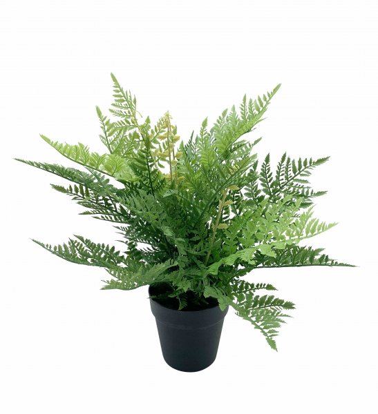 Farn getopft 48 cm