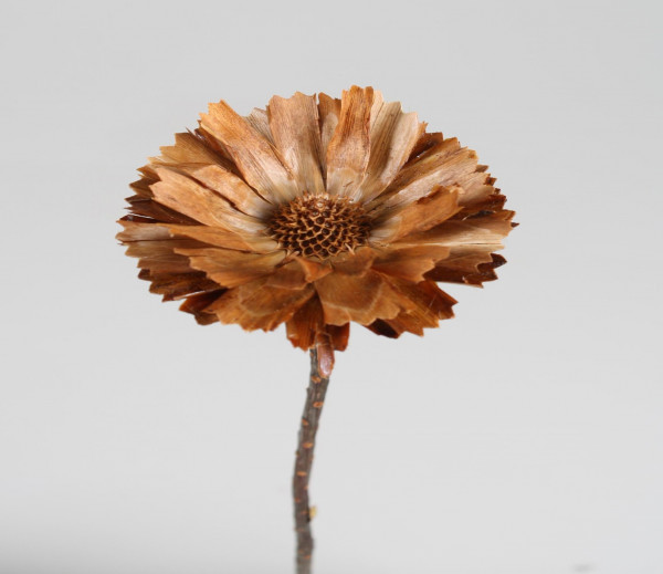 Protea Repens Base VE 500 St