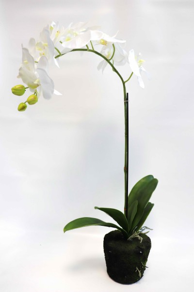 Phalaenopsispflanze 60 cm