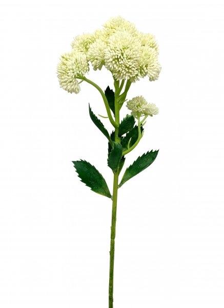 Garten Sedum 55 cm