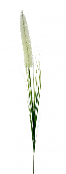 Fuchsschwanzgras