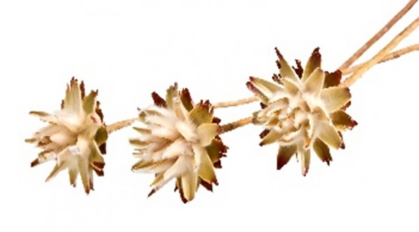 Leucospernum VE 100 St