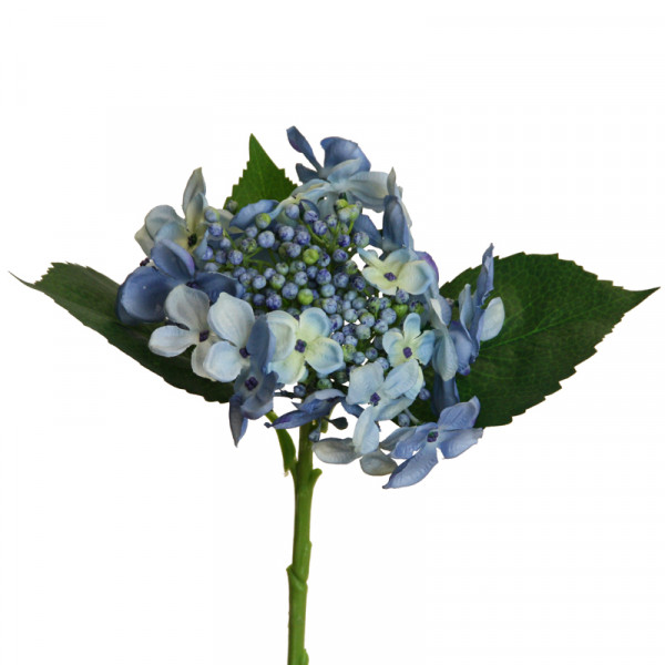 Hortensie mit Knospen L4 5cm