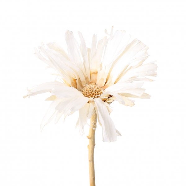 Protea Repens Base VE 25 St