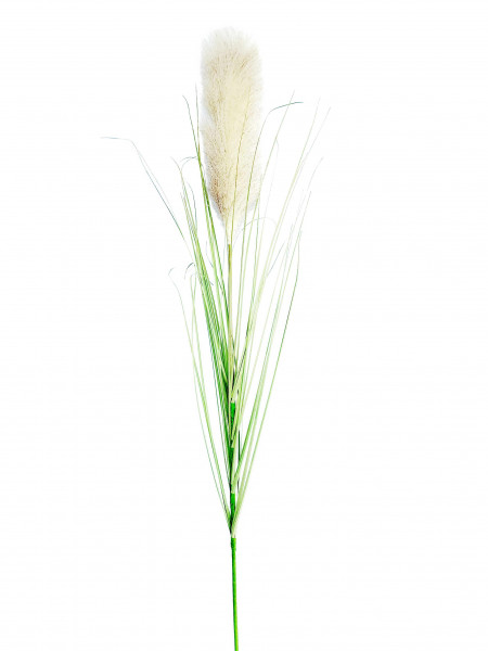 Pampasgras 90 cm