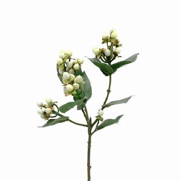 Hypericum 48 cm