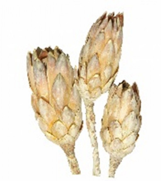 Protea Repens VE 50 St