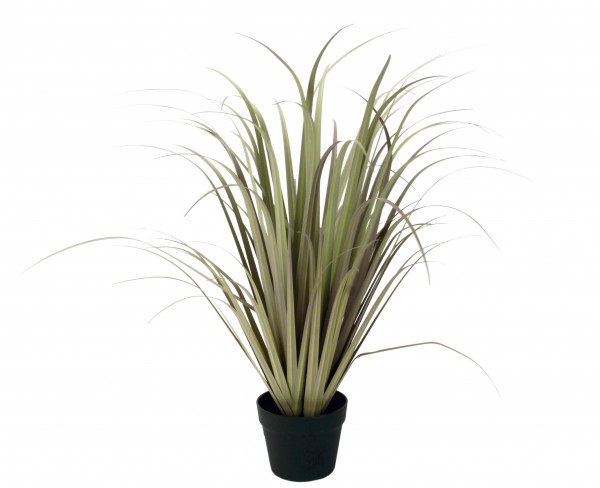 Gras-Busch