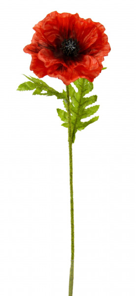 Mohn