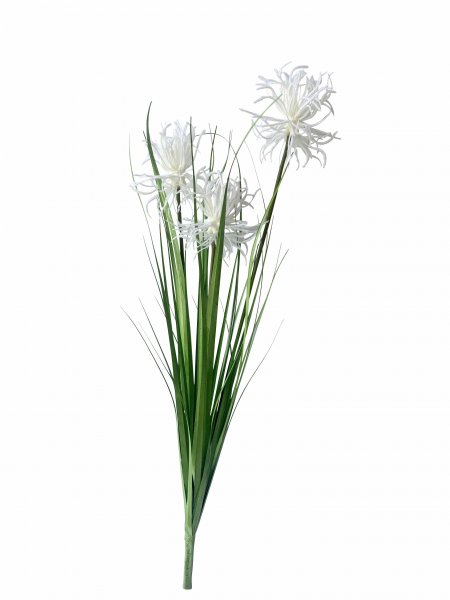 Pampasgras 61 cm