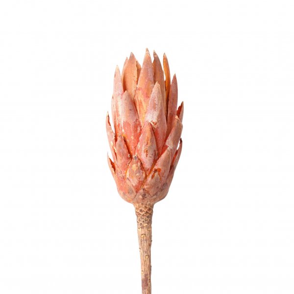 Protea Compacta Extra VE 25 St