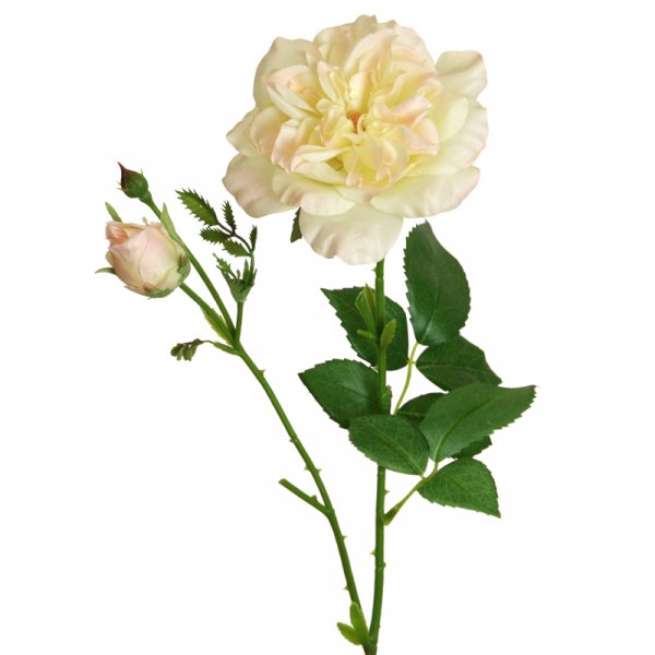 Gartenrose offen 56 cm