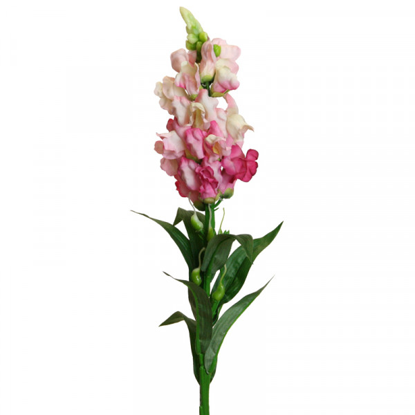 Löwenmäulchen 59 cm