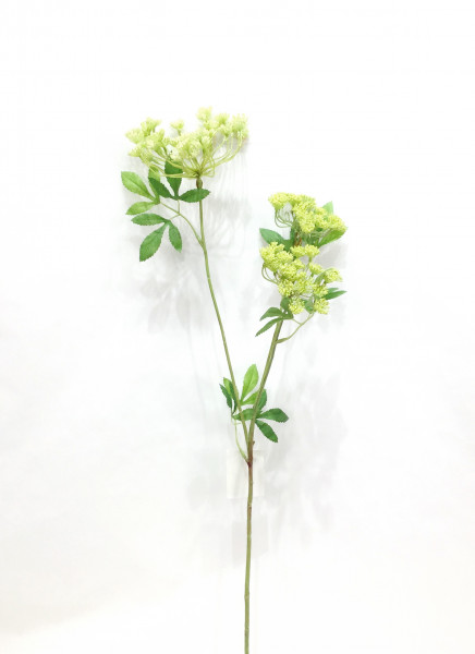 Dill grün