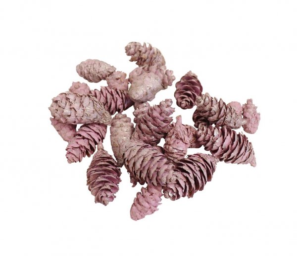 Douglasia Zapfen 140 gr