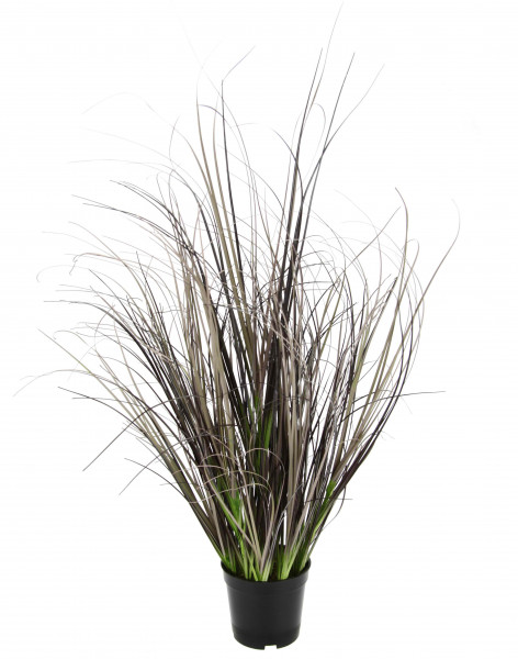 Gras-Busch