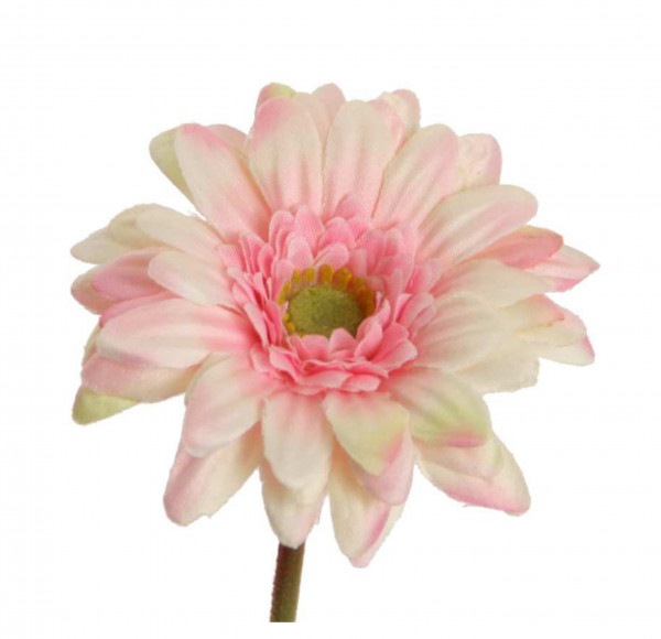 Gerbera