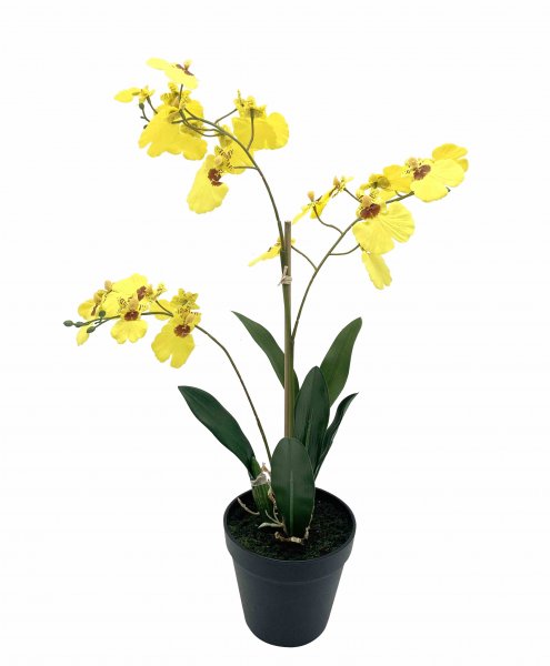 Oncidium getopft 51 cm