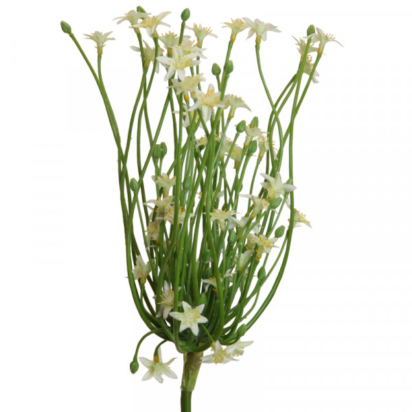 Allium 76 cm