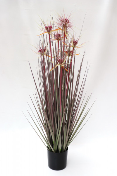 Cyperus getopft Ø25cm H90cm braun-grün