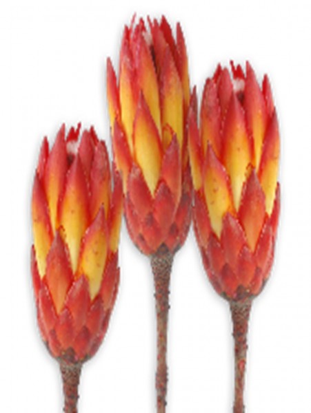 Protea Repens VE 500 St
