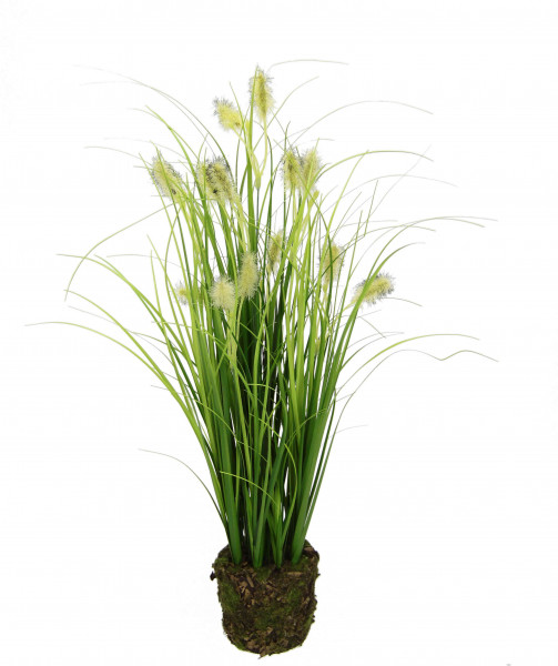 Fuchsschwanzgras mit Erdballen 47 cm