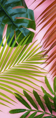 Banner Tropical palm