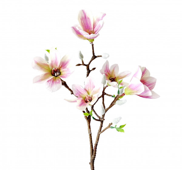 Magnolie mini h.rs L 51 cm