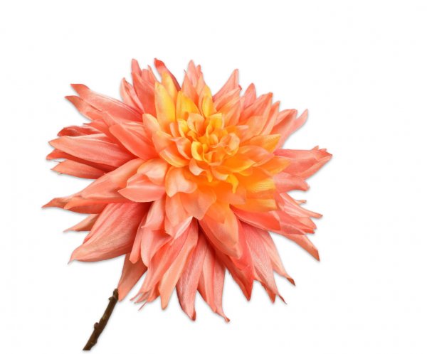 Dahlie 65 cm