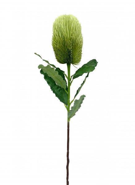 Banksia 65 cm