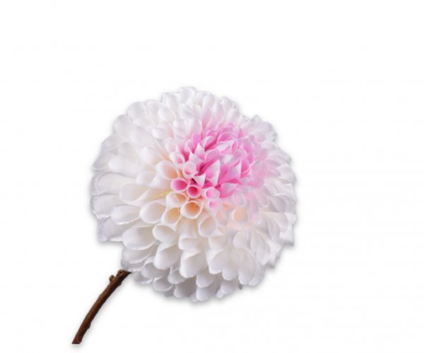 Dahlie 64 cm
