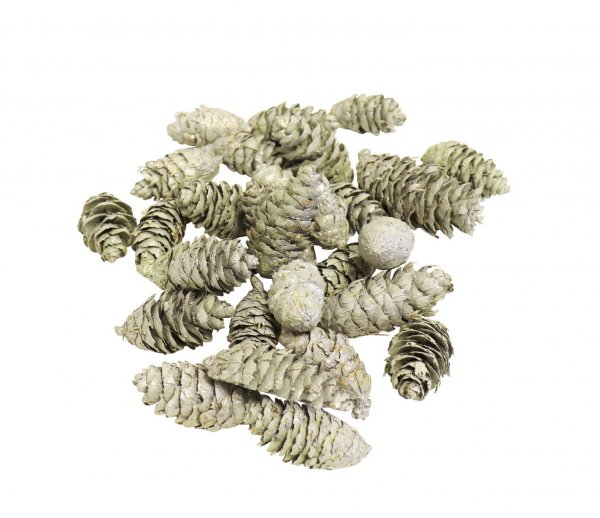 Douglasia Zapfen 140 gr