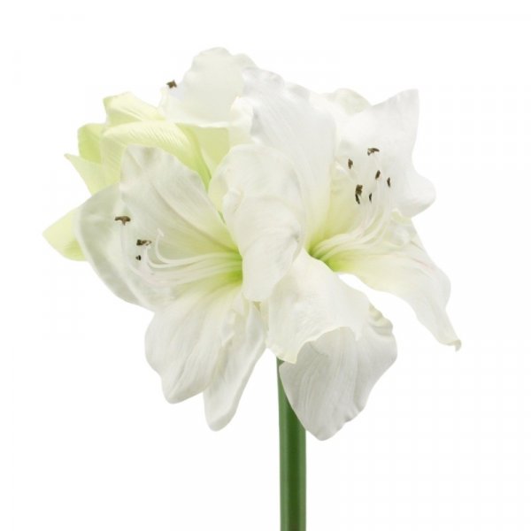 Amaryllis x 4 creme L65cm