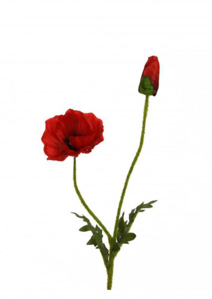 Mohn