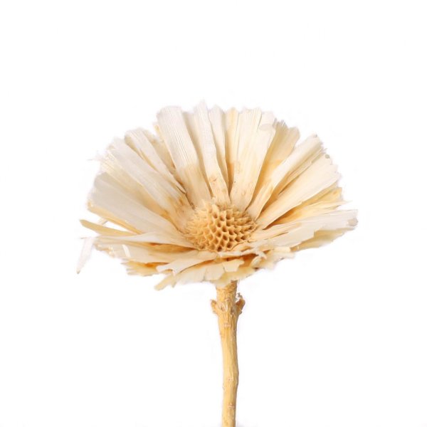 Protea Repens VE 25 St