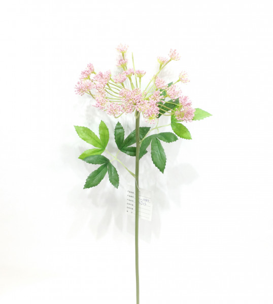 Euphorbia Marginata
