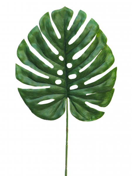 Fensterblatt Monstera