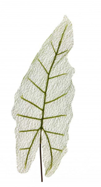 Elefantenohr-Blatt