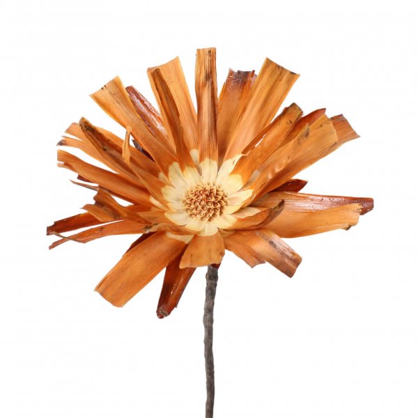 Protea Repens Base VE 20 St
