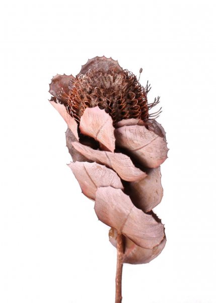 Banksia Coccinea VE 30 St