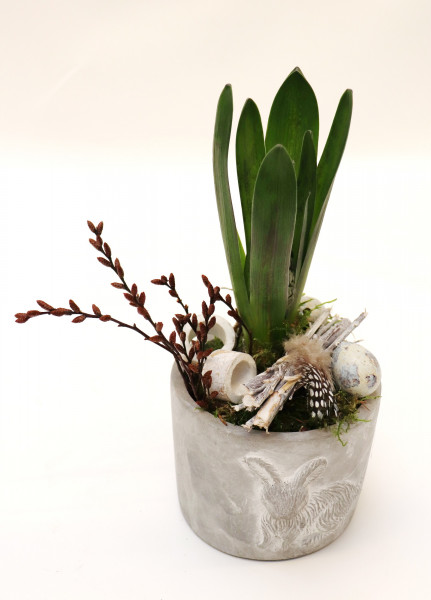 Topf Hase mit Hyazinthe blau-grau Ø13cm H27cm -frisch-