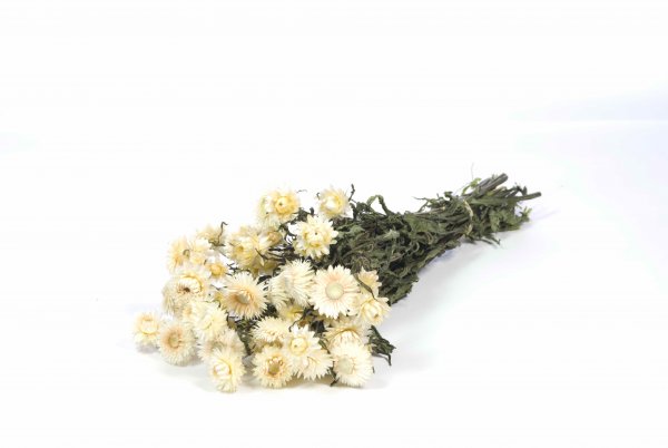 Helichrysum Bund ca. 55 cm